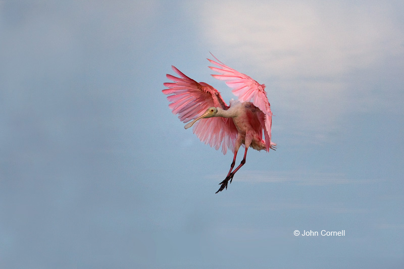 Ajaia ajaja;Flying Bird;Roseate Spoonbill;Spoonbill;action;active;aerodynamic;behavior;color image;color photograph;flight;flying;glide;gliding;in flight;soar;soaring;wing;winged;wings
